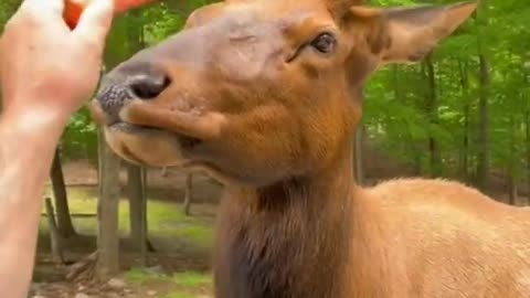Lovely animals 🥰❤️