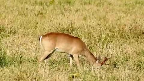 Male Stag Deer, Pampas Deer, Grazing Blue Grass, after the spring rains,