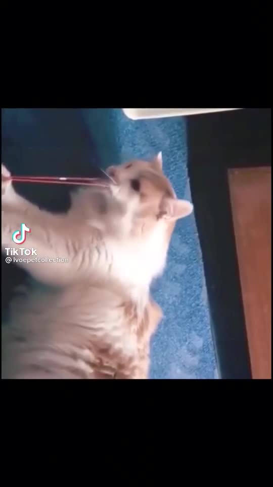 FUNNY PETS- CAT GONE WRONG PART 2