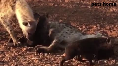 Funny Cat Video