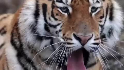 Tiger cut video