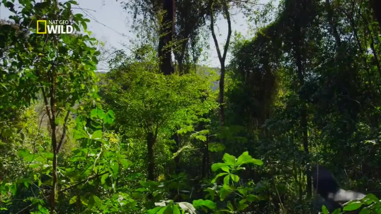 the beauty of the largest rainforest in the world the amazon