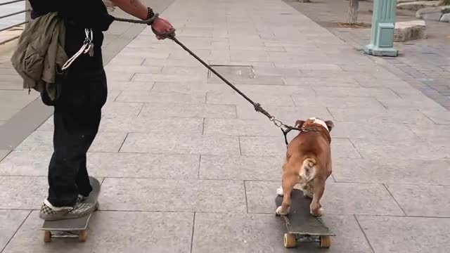 Dog is skating