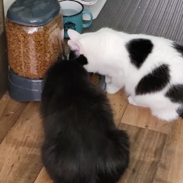 Best friends #3 & ASMR