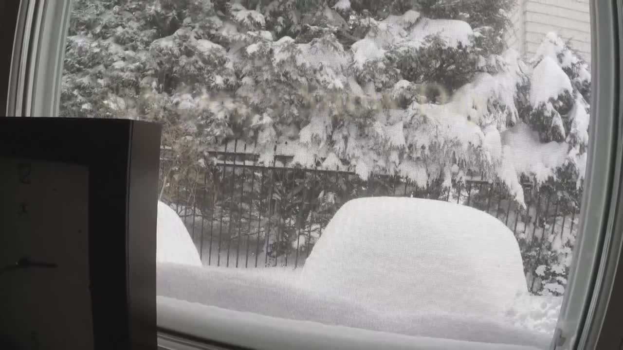 Point-of-view footage of dog playing in snow