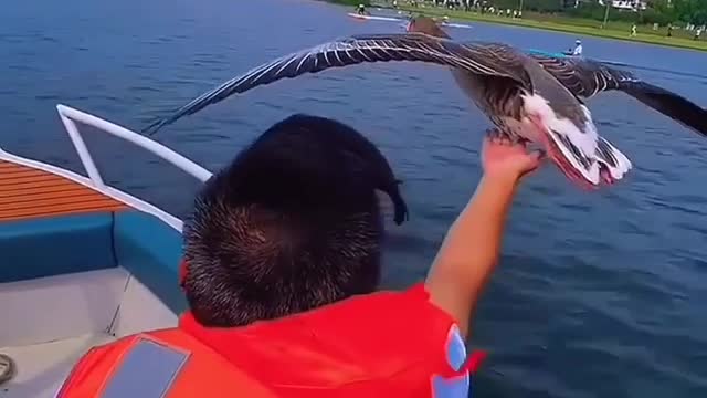 Boating along with flying Bird