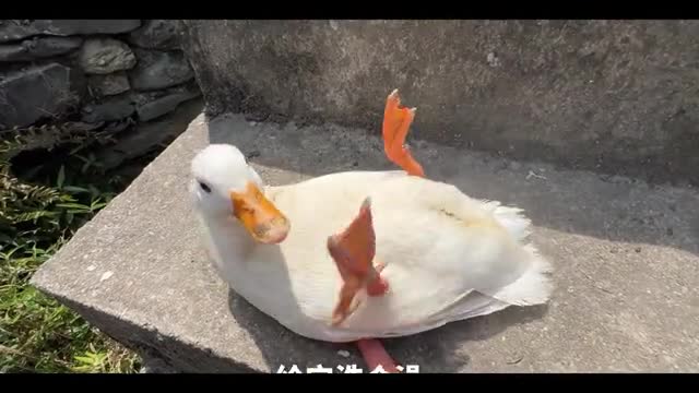 naughty duck