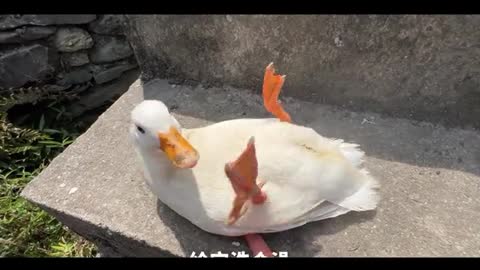 naughty duck