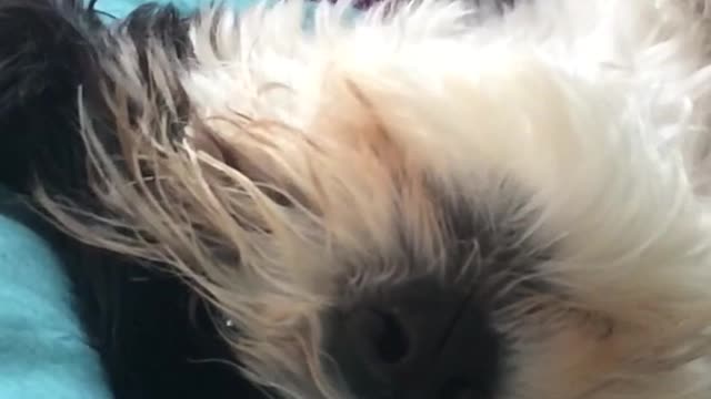 Slowmo white dog upside down licks nose