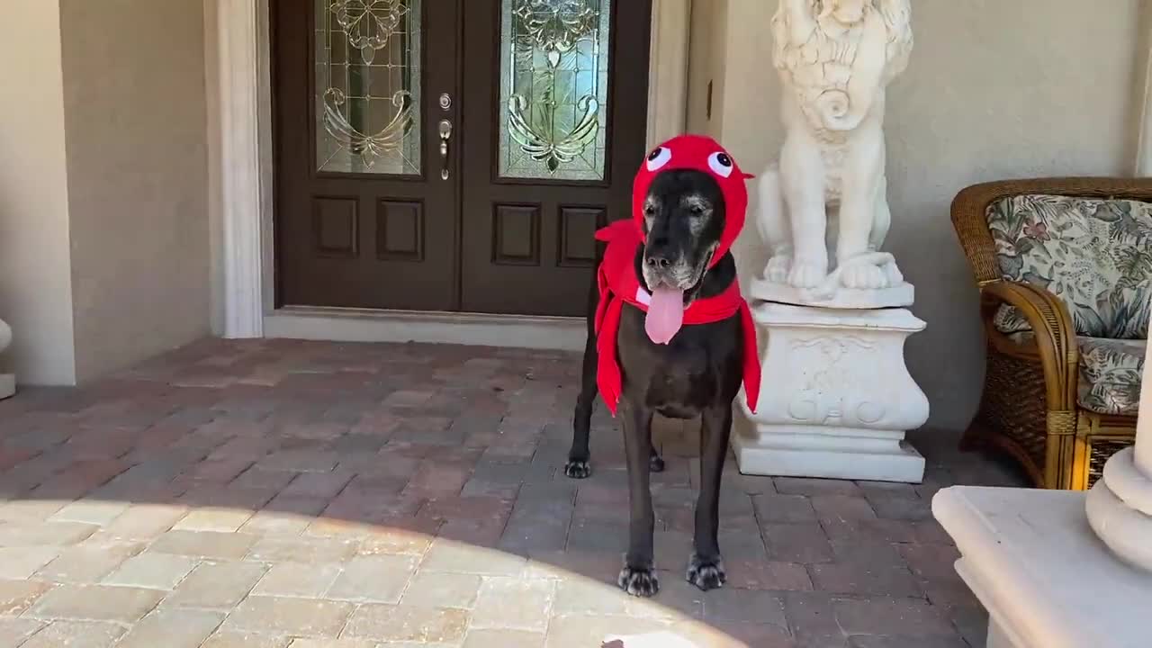 Shedding Great Dane shakes off his Halloween costume And Enjoy