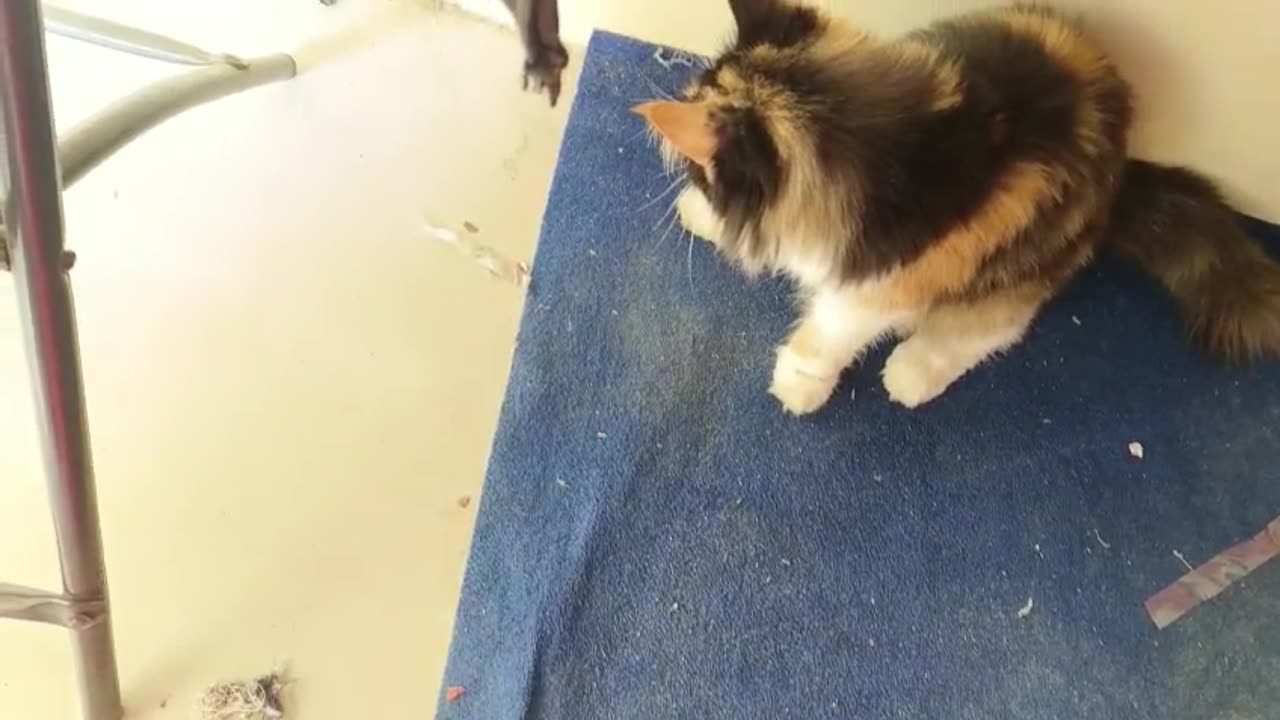Cat Video