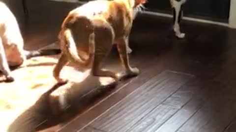Cats play battle