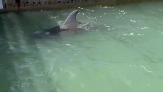 Dolphin playing with the fish it caught