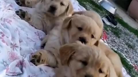 New dog funny clips videos