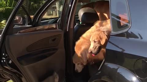 Dogs on Vacation