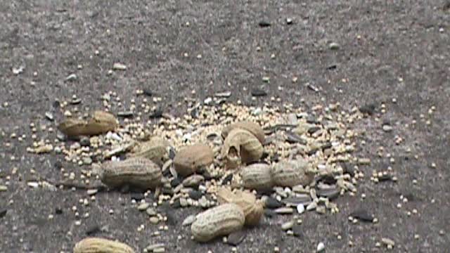 Chipmunks and friends eating peanuts