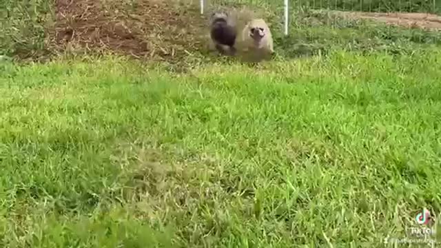 Frenchie Herd