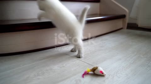 Cute baby cat So funny