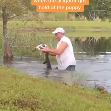 Wow…. 74 year old man tells gator “Not my pup.” Balls of steel