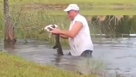 Wow…. 74 year old man tells gator “Not my pup.” Balls of steel