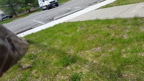 Kids Help Dad Rescue Bird