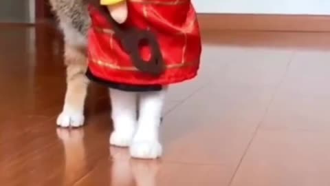 Cat fashion show