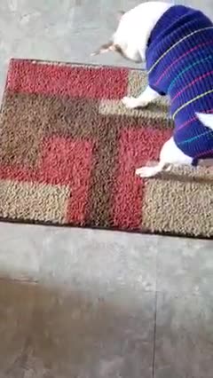 Chihuahua Not Sure He Likes His Sweater