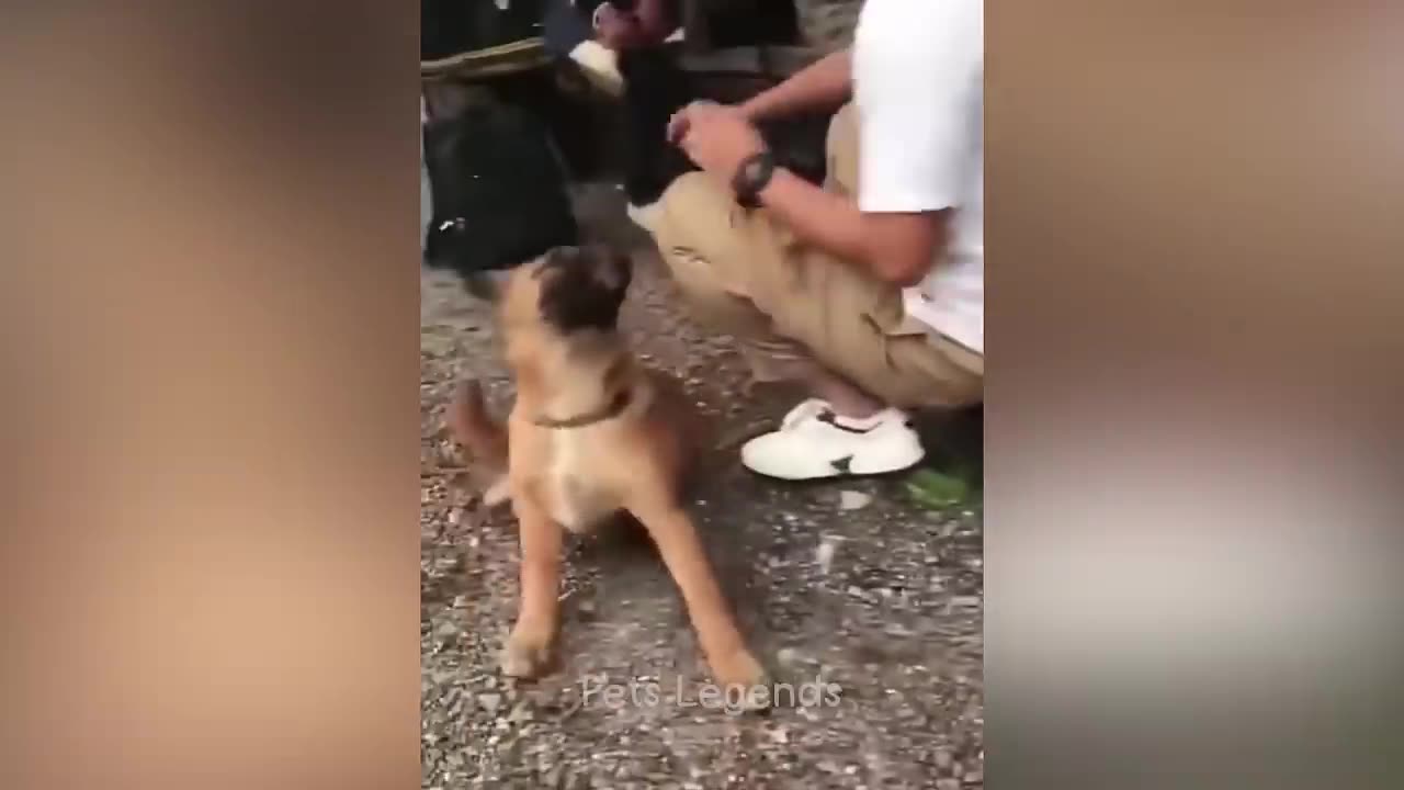 Funny Animals 2023