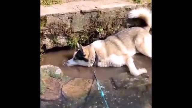 Best Of The 2021 Funny Animal Videos #45