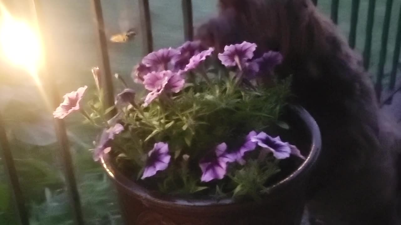 Hummingbird Hawk Moth Visits Havanese