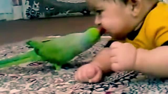 playing a child with parrot, amazing view must watch this video.