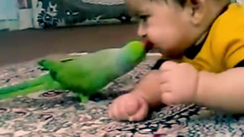 playing a child with parrot, amazing view must watch this video.