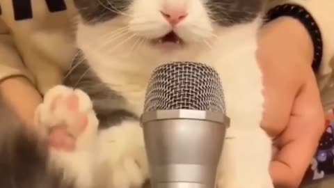 cat sings into the microphone