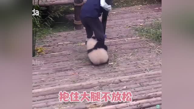 Baby panda pestered the keeper for milk