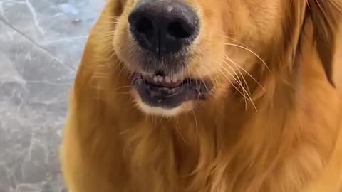 Golden retriever : Step on my dog food 😡Pooh! Nothing