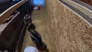 Emus in brooder