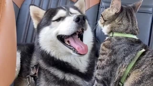 The cat is in a hurry and beats the dog's six parents