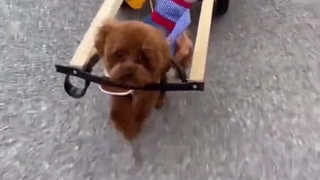 Smart Dog Cute and Funny Moment