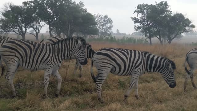 Zebras in the rain