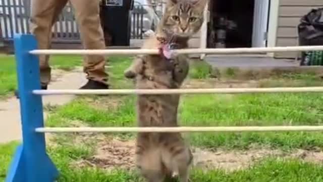 The cat tried, but it didn't work.