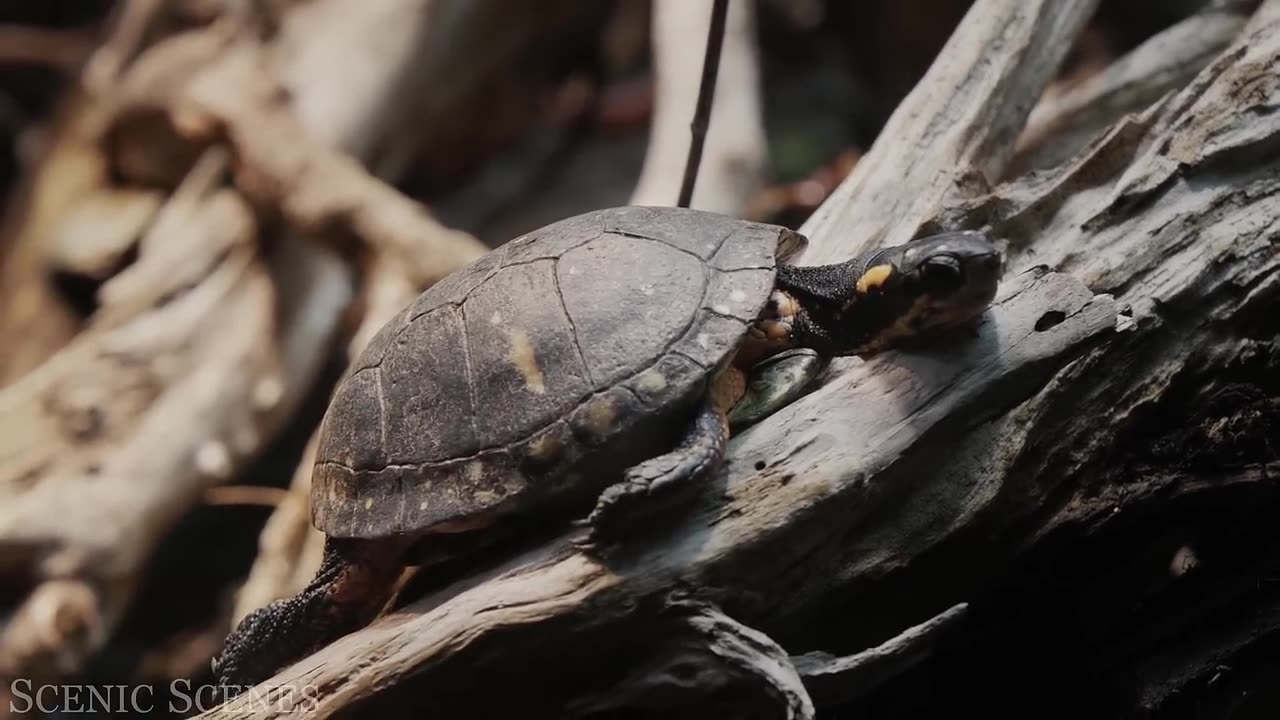 Animals of Amazon 4K - Animals That Call The Jungle Home | Amazon Rainforest |Scenic Relaxation Film