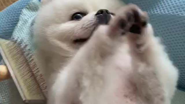 Pomerian puppy. I'm asking you to scrape with a comb