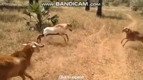 Goats fight