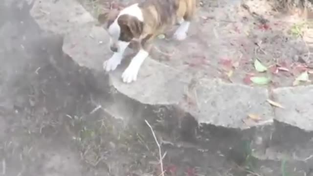 Baby "Uh-huh" vs. Leaf Blower