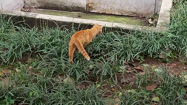 Cat run from me