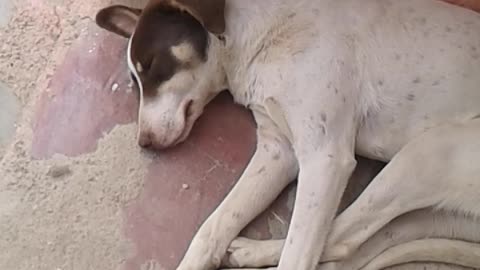 my dog sleep all the time