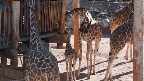 What's New with Wednesday Check-in with 2-month-old Giraffe Calf