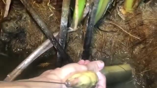 Unique Fishing 🧐 Catching Yellow Monster Eel Fish From Under Deep Mud #20