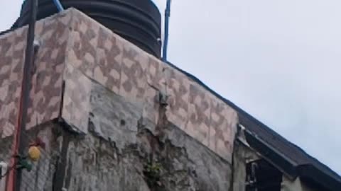 Birds Nest In A Wall
