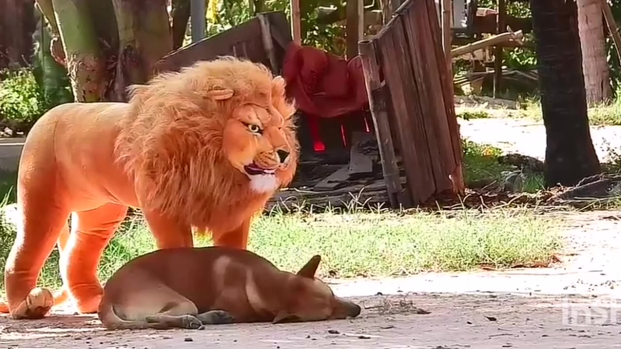 Fake Lion Prank Real Dog Super Funny - Try Not To Laugh Challenge